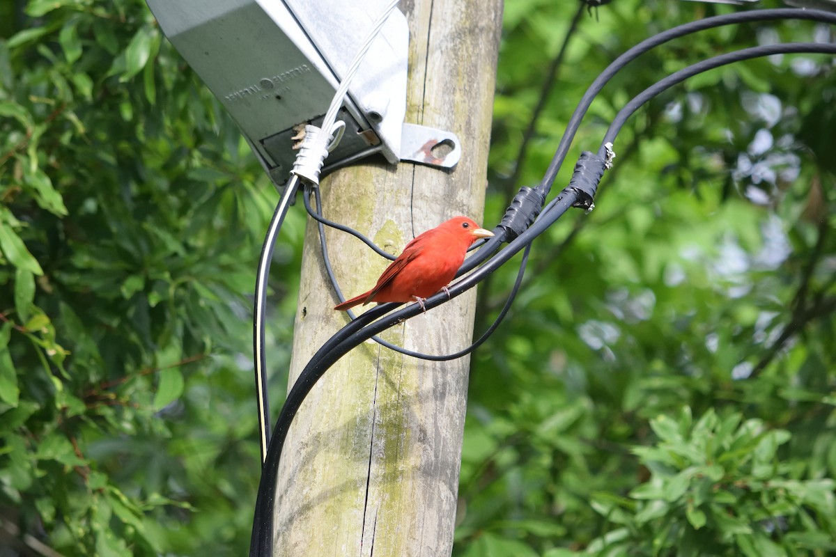 Summer Tanager - ML605396411