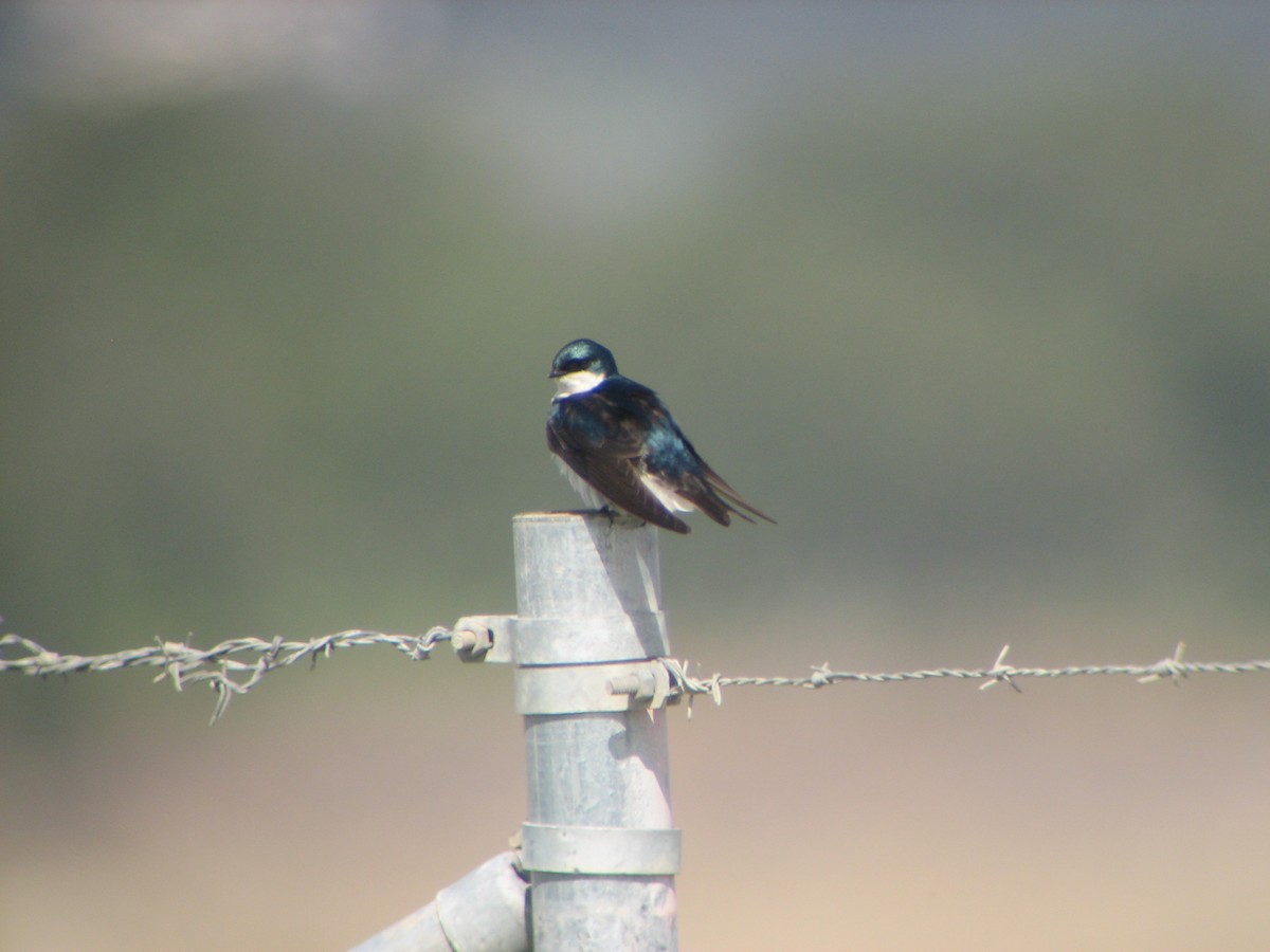 Tree Swallow - ML605396661