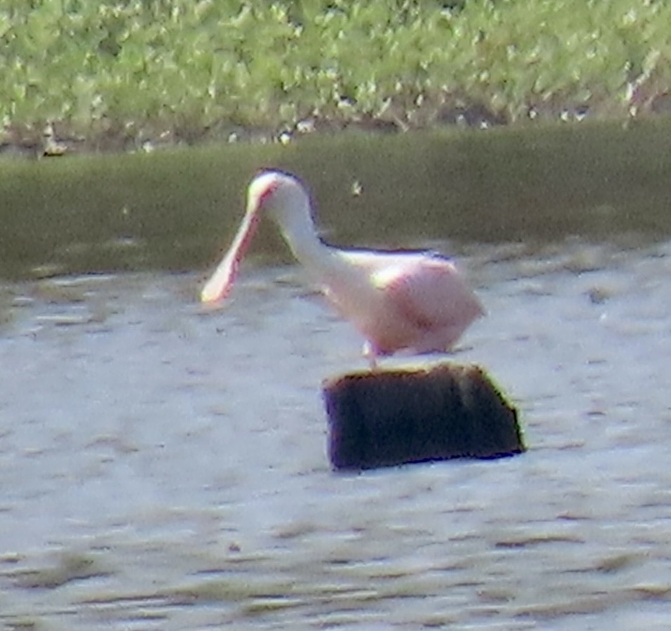 Roseate Spoonbill - ML605396781