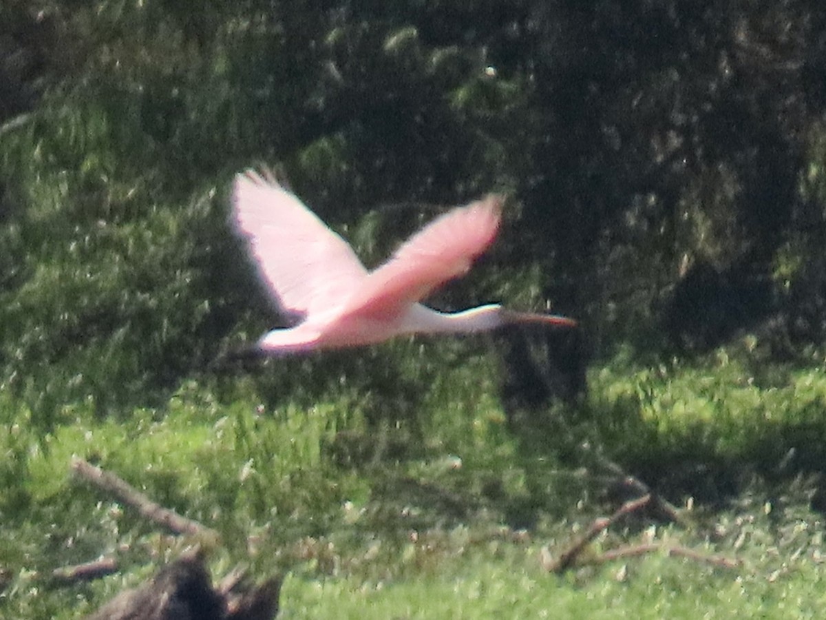 Roseate Spoonbill - ML605396791