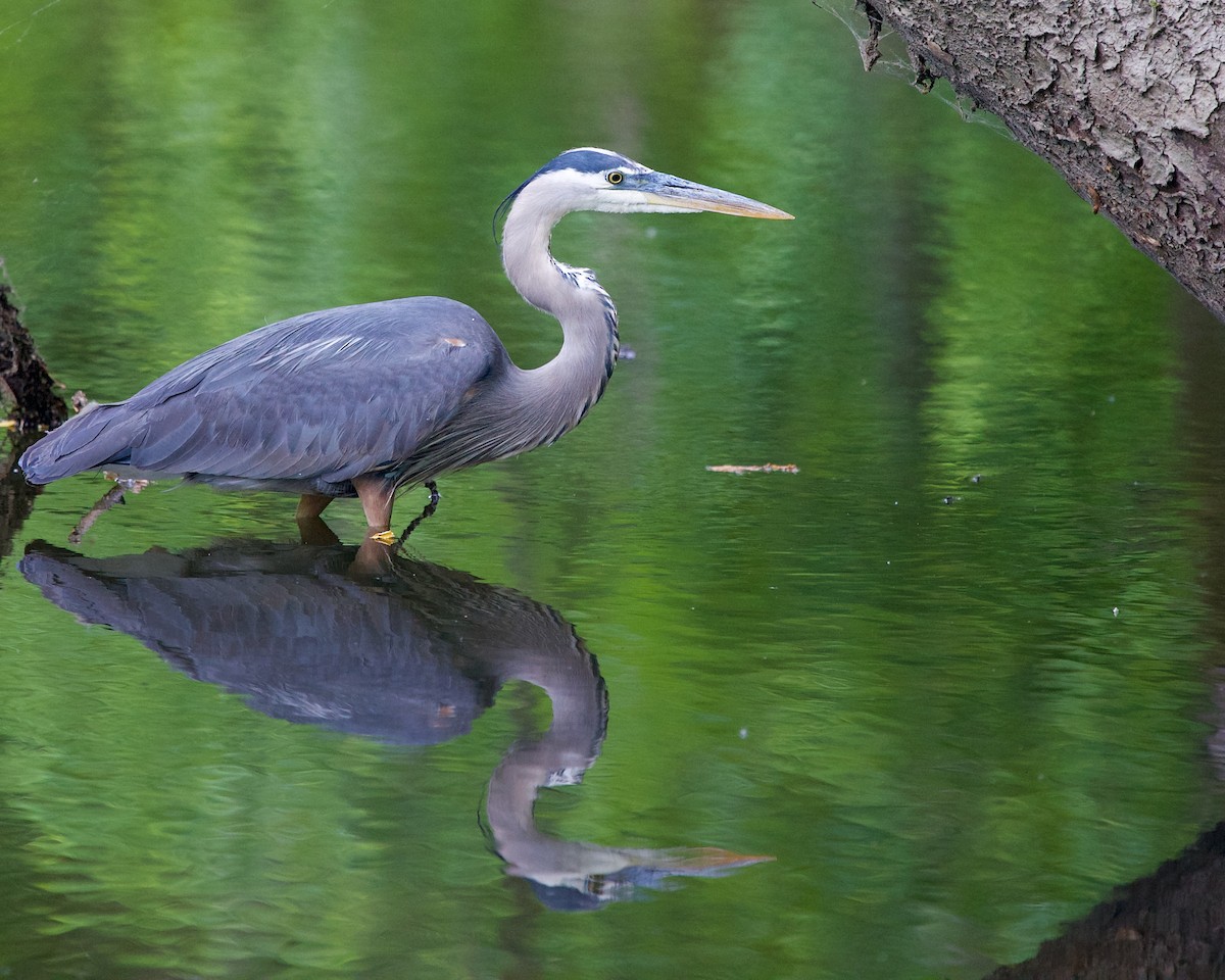 Great Blue Heron - ML605396971