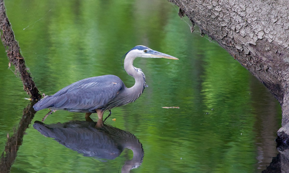 Great Blue Heron - ML605396991