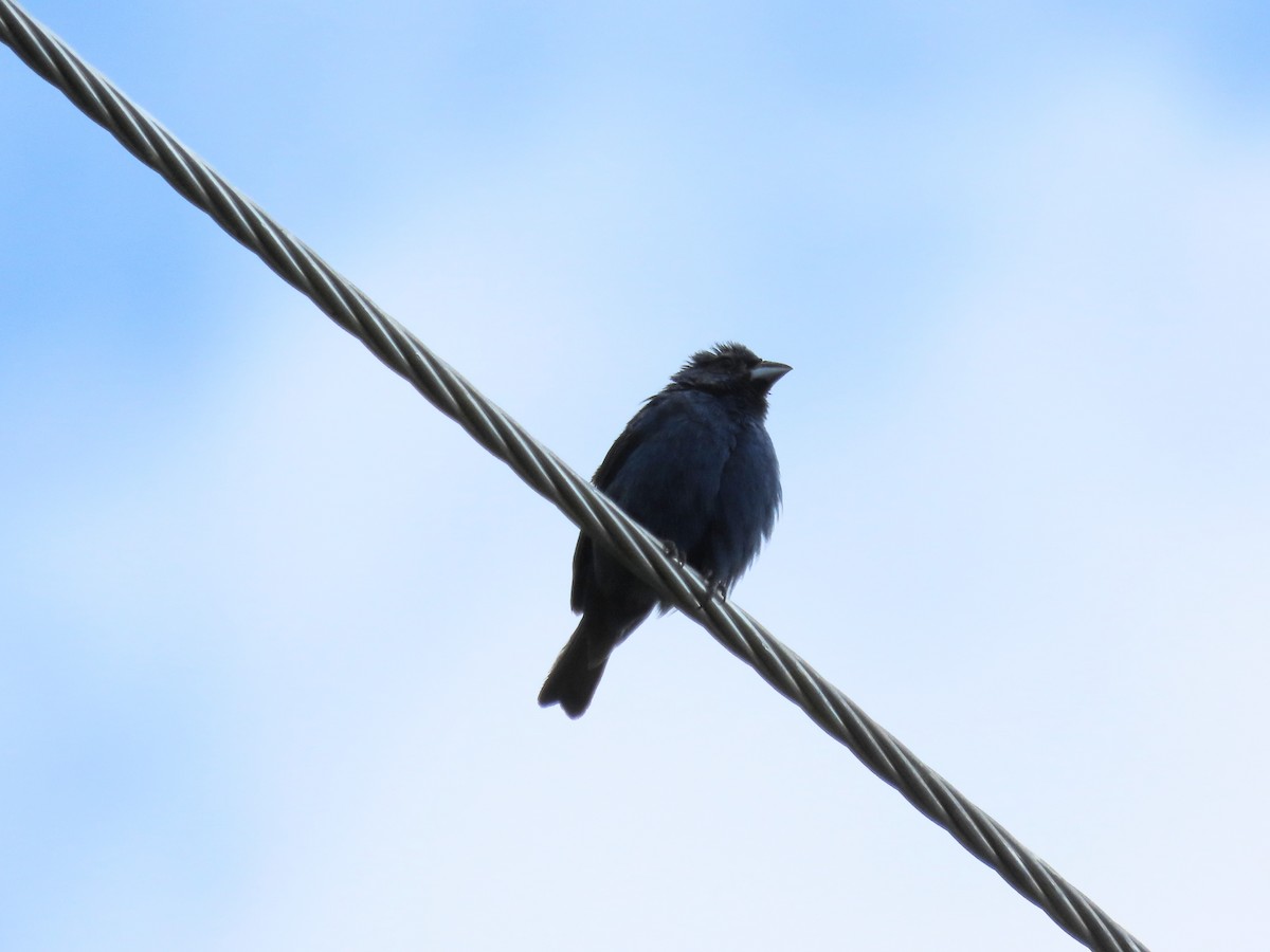 Indigo Bunting - ML605397011