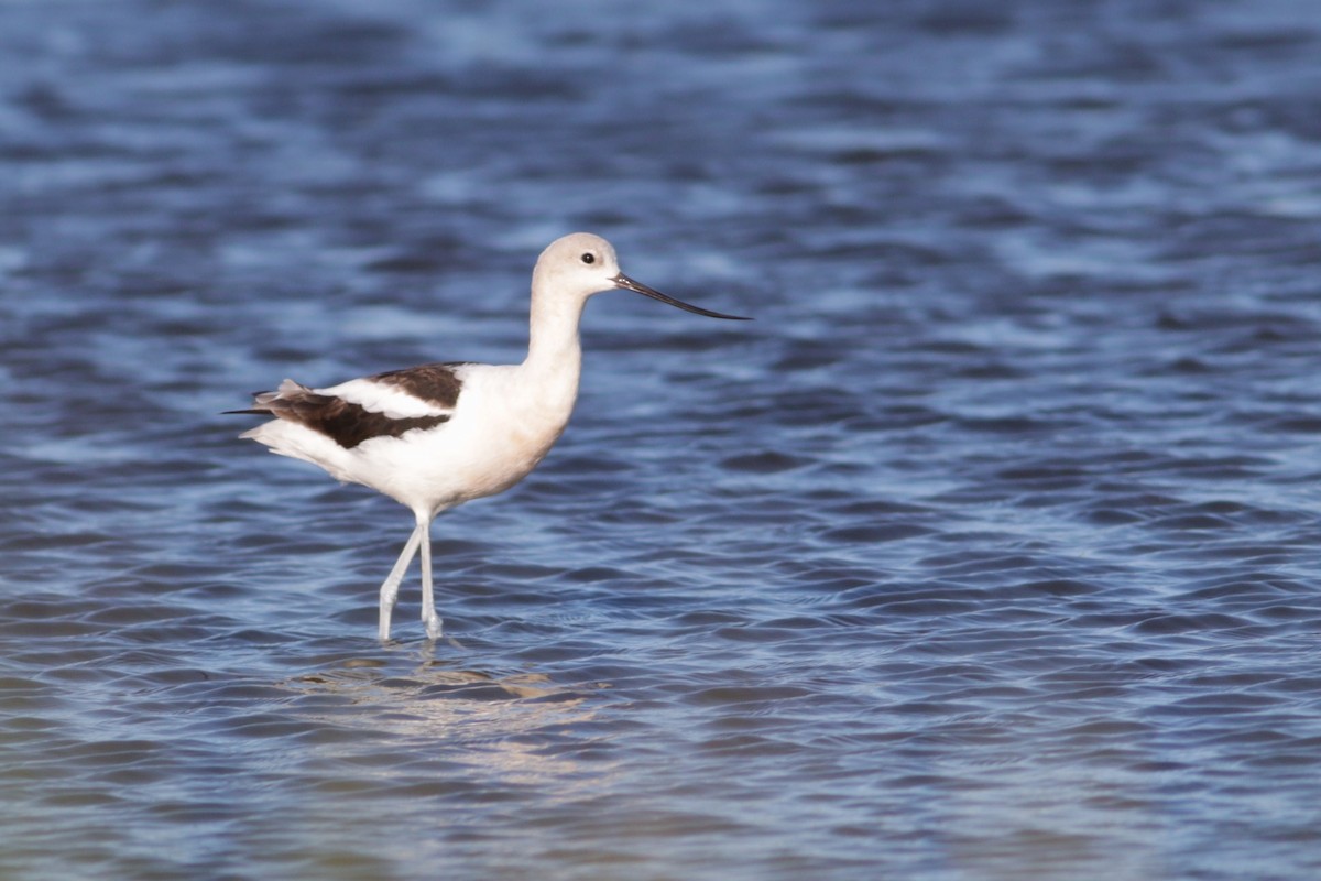 Avocette d'Amérique - ML605397211