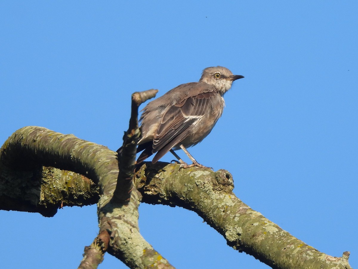 Northern Mockingbird - ML605398561