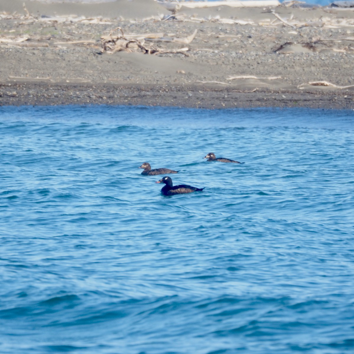 White-winged Scoter - ML605399351