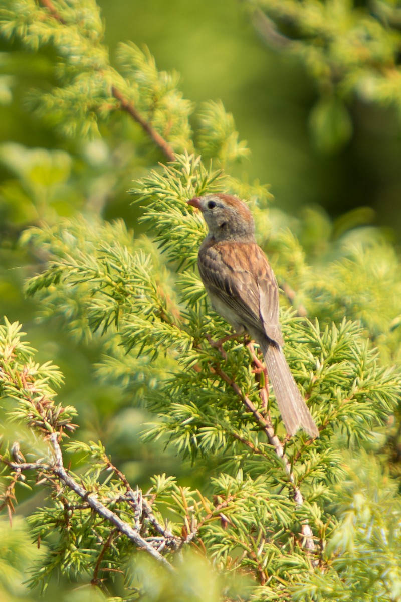 Field Sparrow - ML605399541