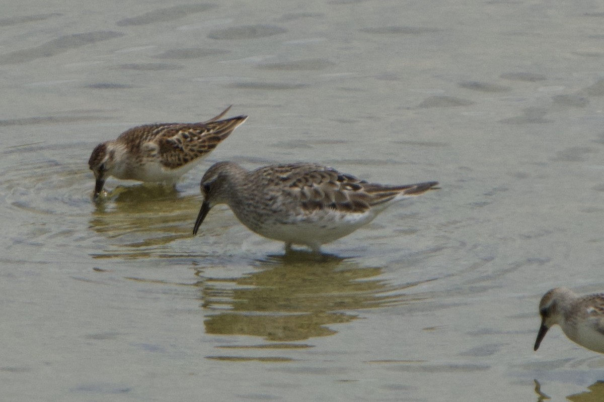 White-rumped Sandpiper - ML605399681