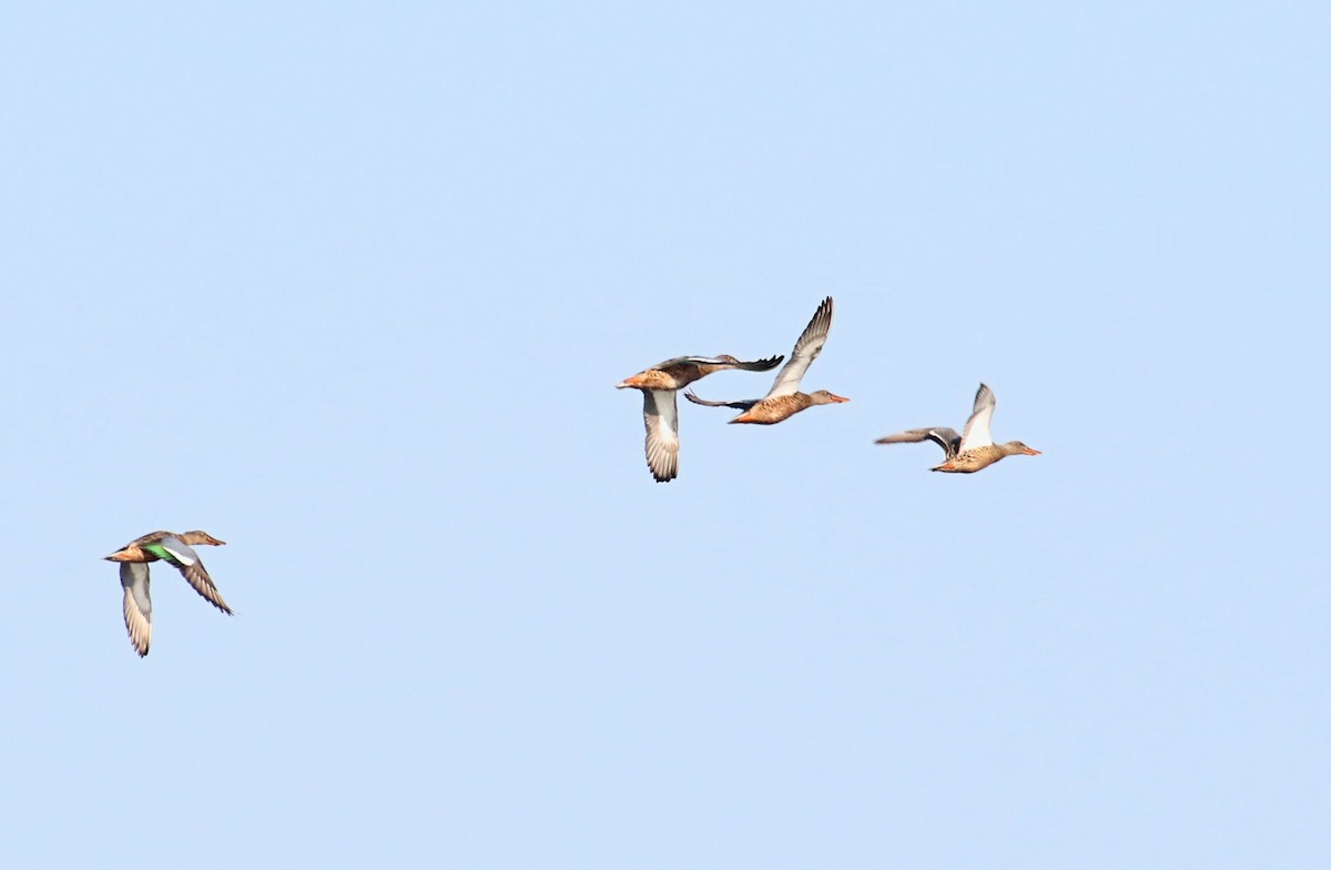 Northern Shoveler - ML605400391