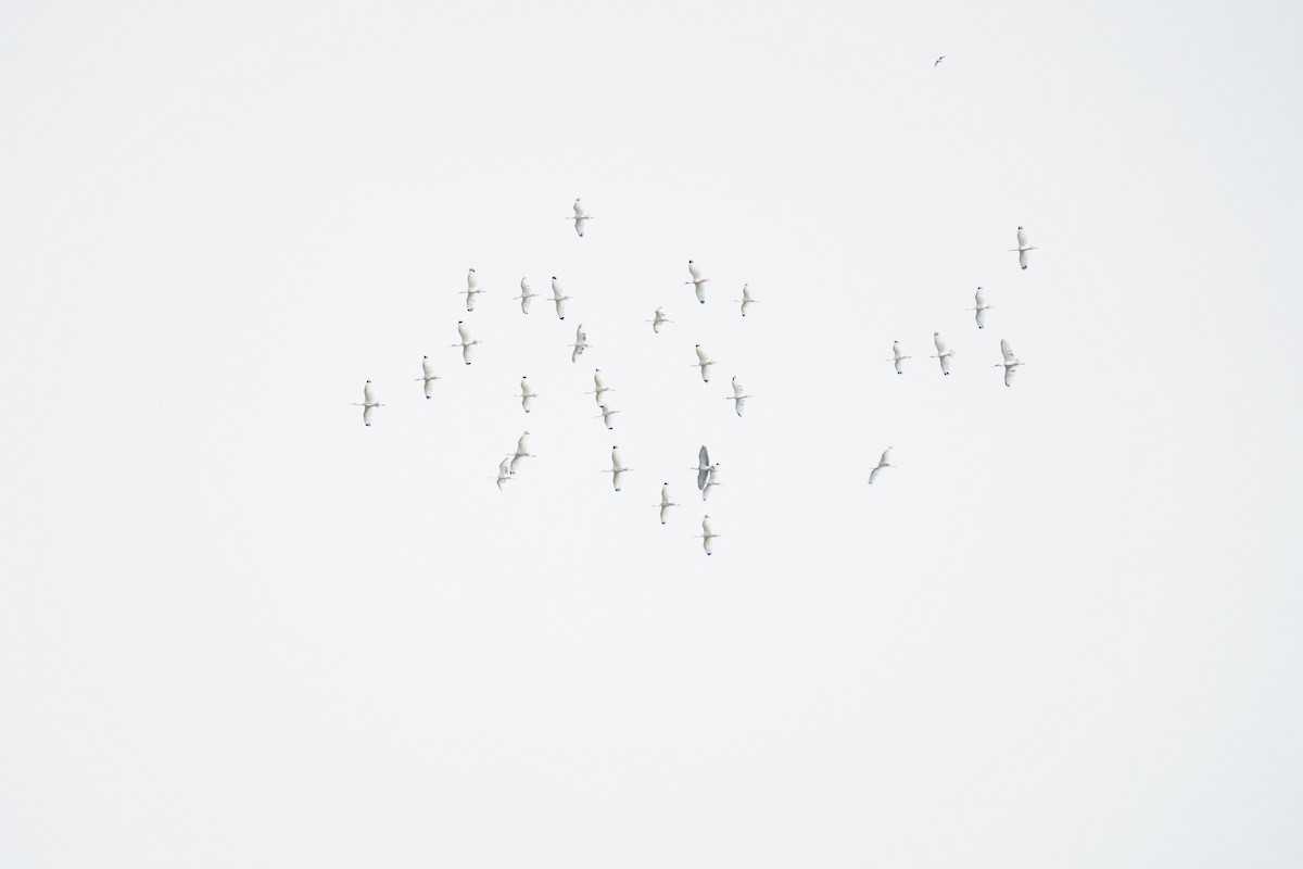 ibis bílý - ML605400901