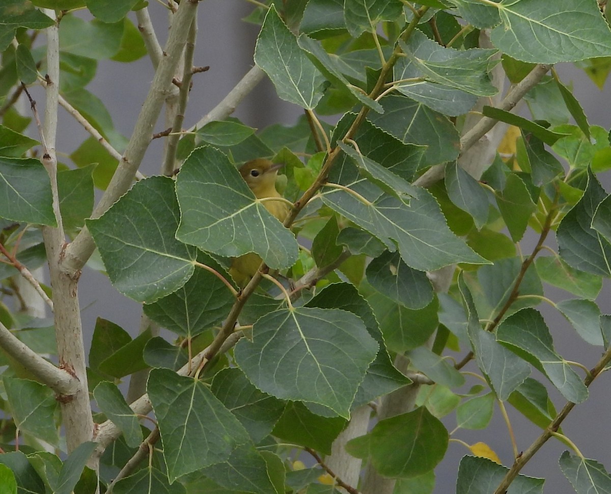 Yellow Warbler - ML605401051