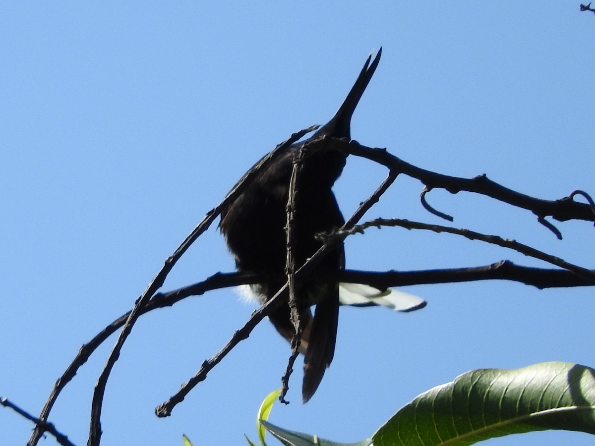 Blue-tufted Starthroat - ML605401511