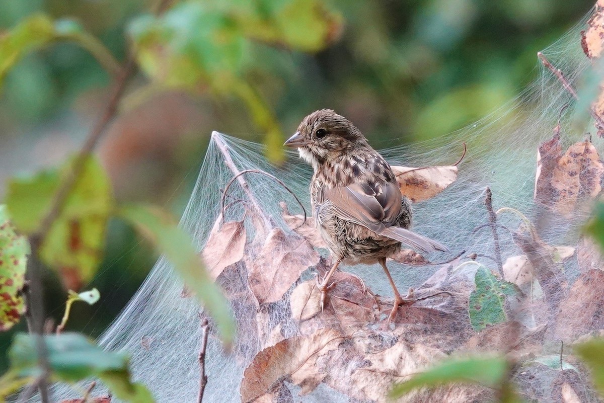 Song Sparrow - Carol Speck