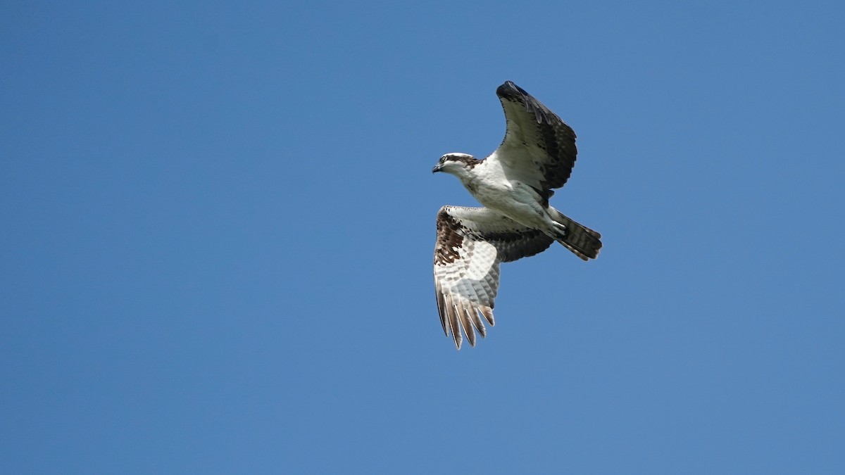 Osprey - Indira Thirkannad