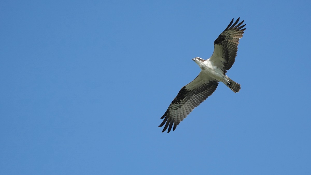 Osprey - Indira Thirkannad