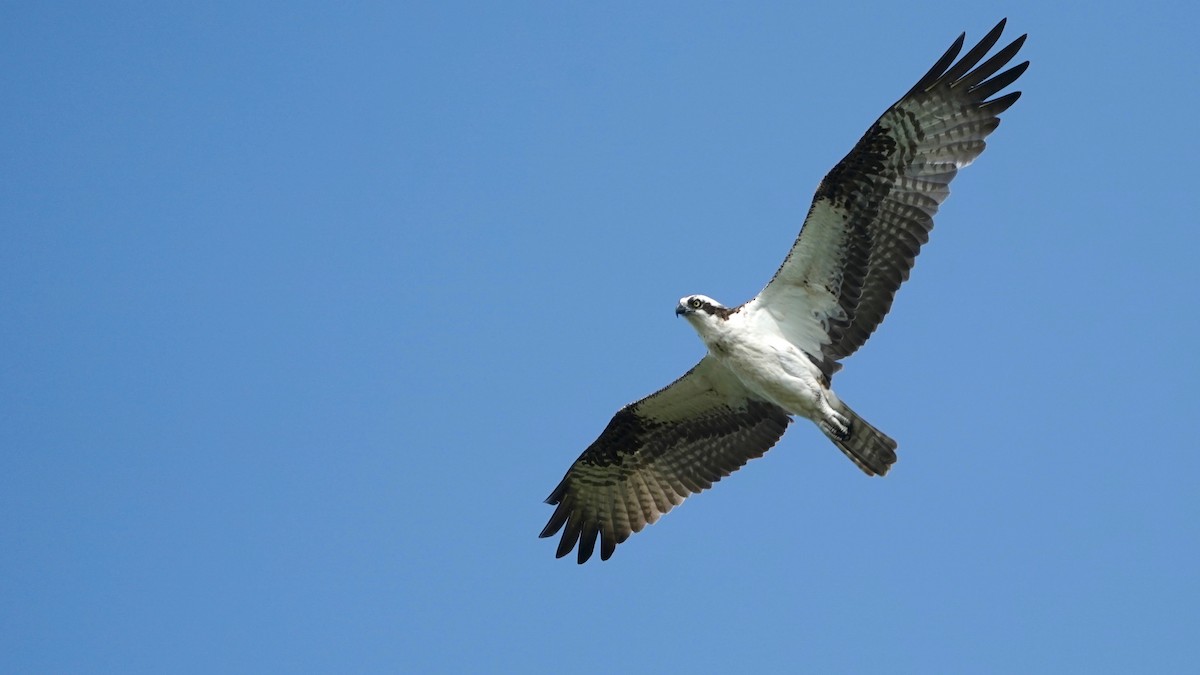 Águila Pescadora - ML605402291