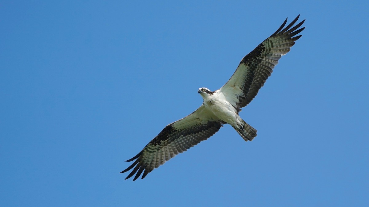 Águila Pescadora - ML605402301