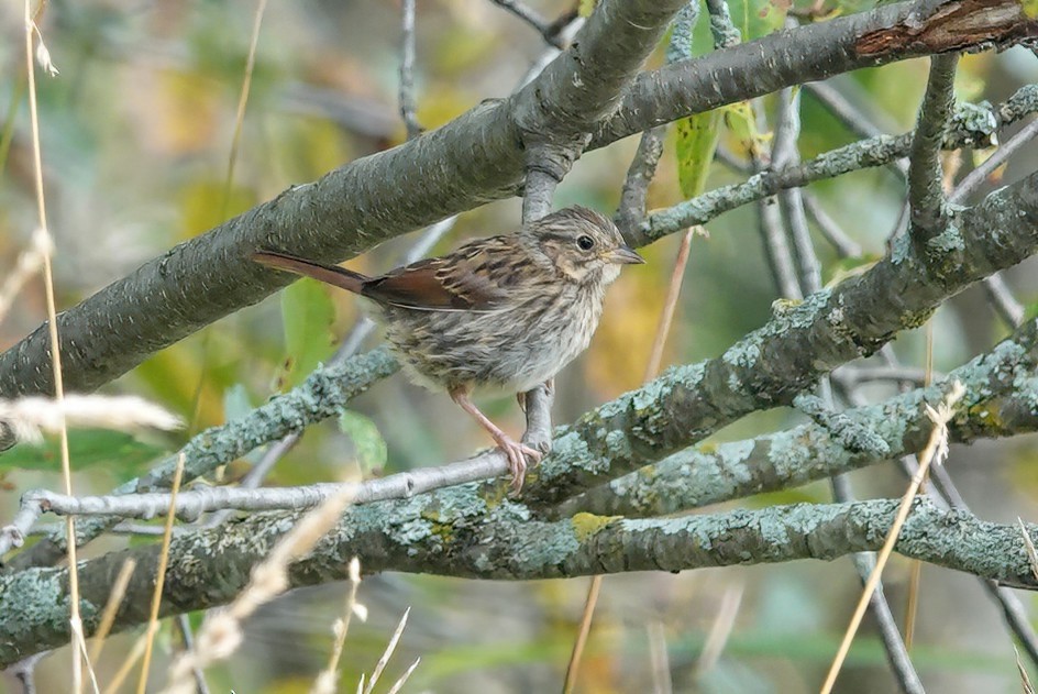 Swamp Sparrow - ML605402401