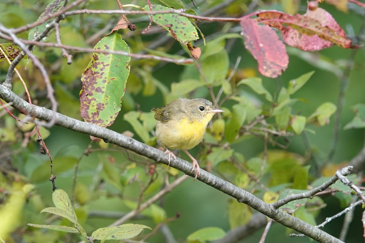 Common Yellowthroat - Carol Speck