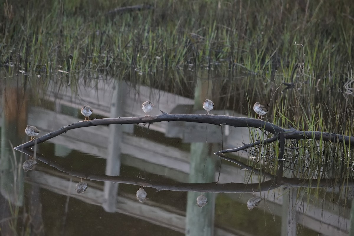 Spotted Sandpiper - ML605403361