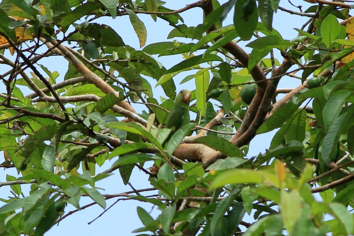 Cobalt-winged Parakeet - ML605403431