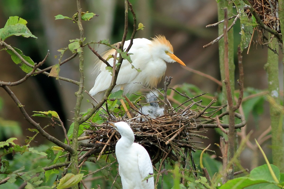 Western Cattle Egret - Manfred Bienert