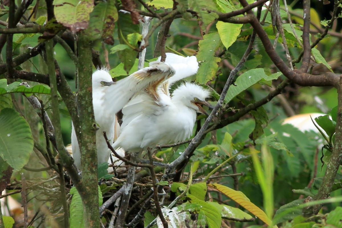 Western Cattle Egret - Manfred Bienert