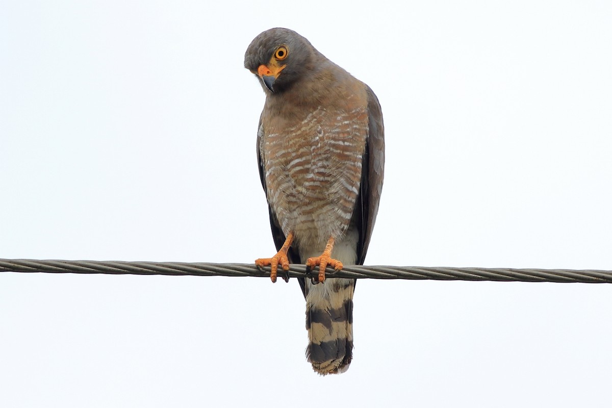 Roadside Hawk - ML605403731