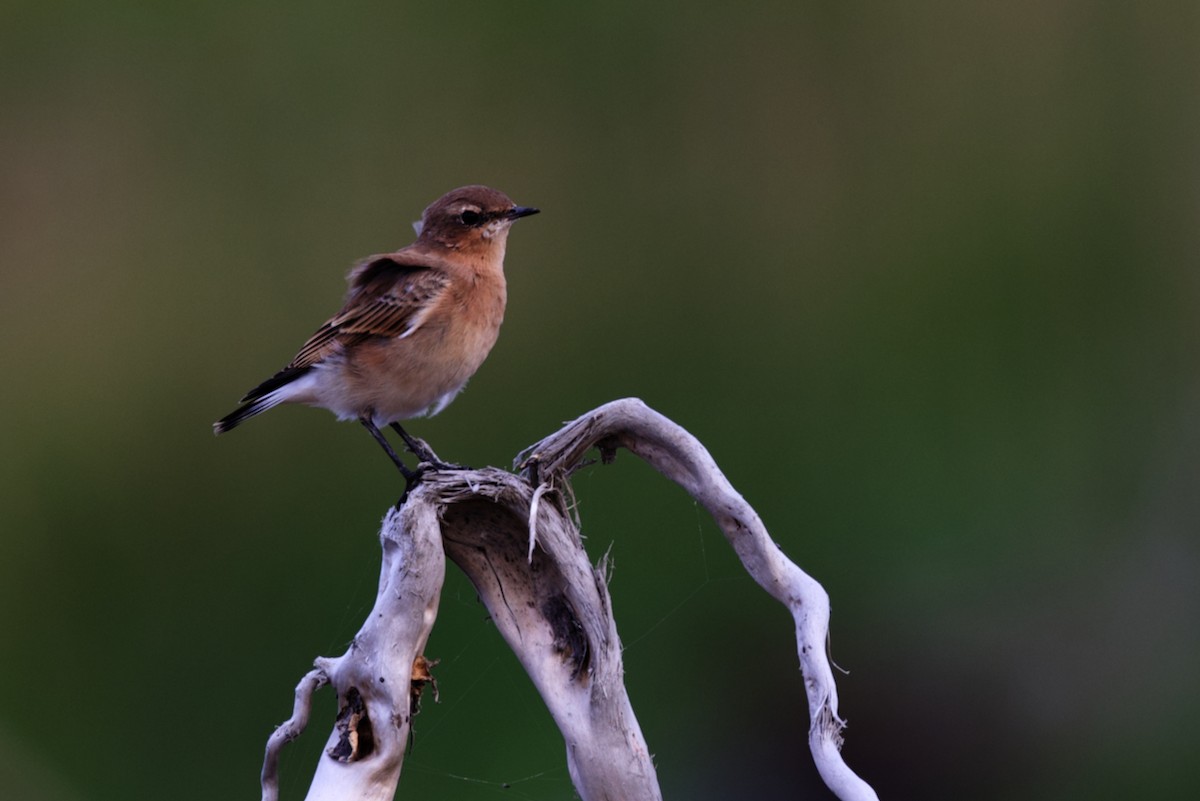 Northern Wheatear - ML605403751