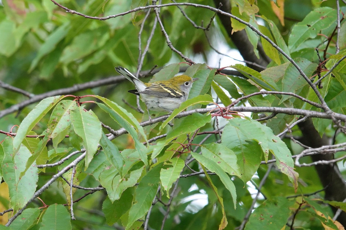 Chestnut-sided Warbler - Carol Speck