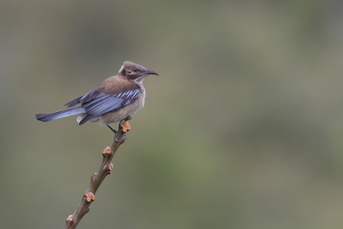 New Caledonian Friarbird - ML605405181