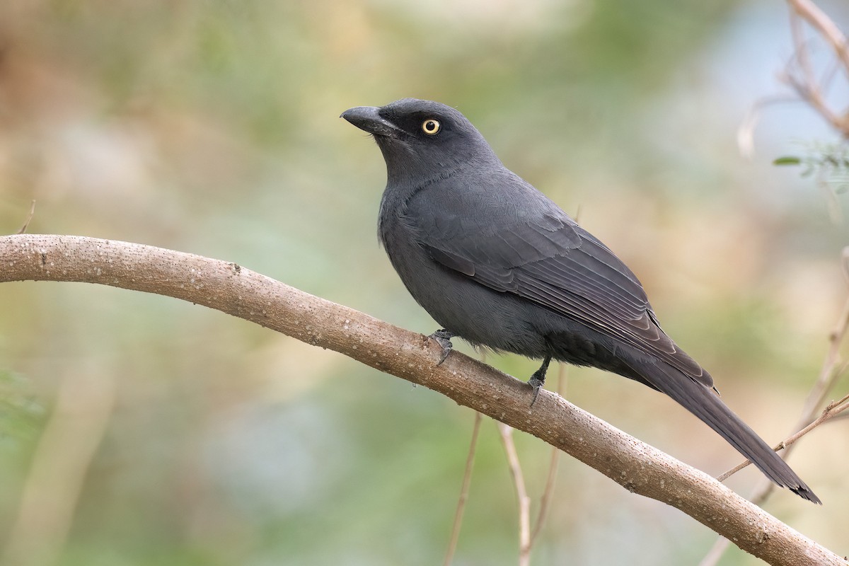 South Melanesian Cuckooshrike - Chris Venetz | Ornis Birding Expeditions