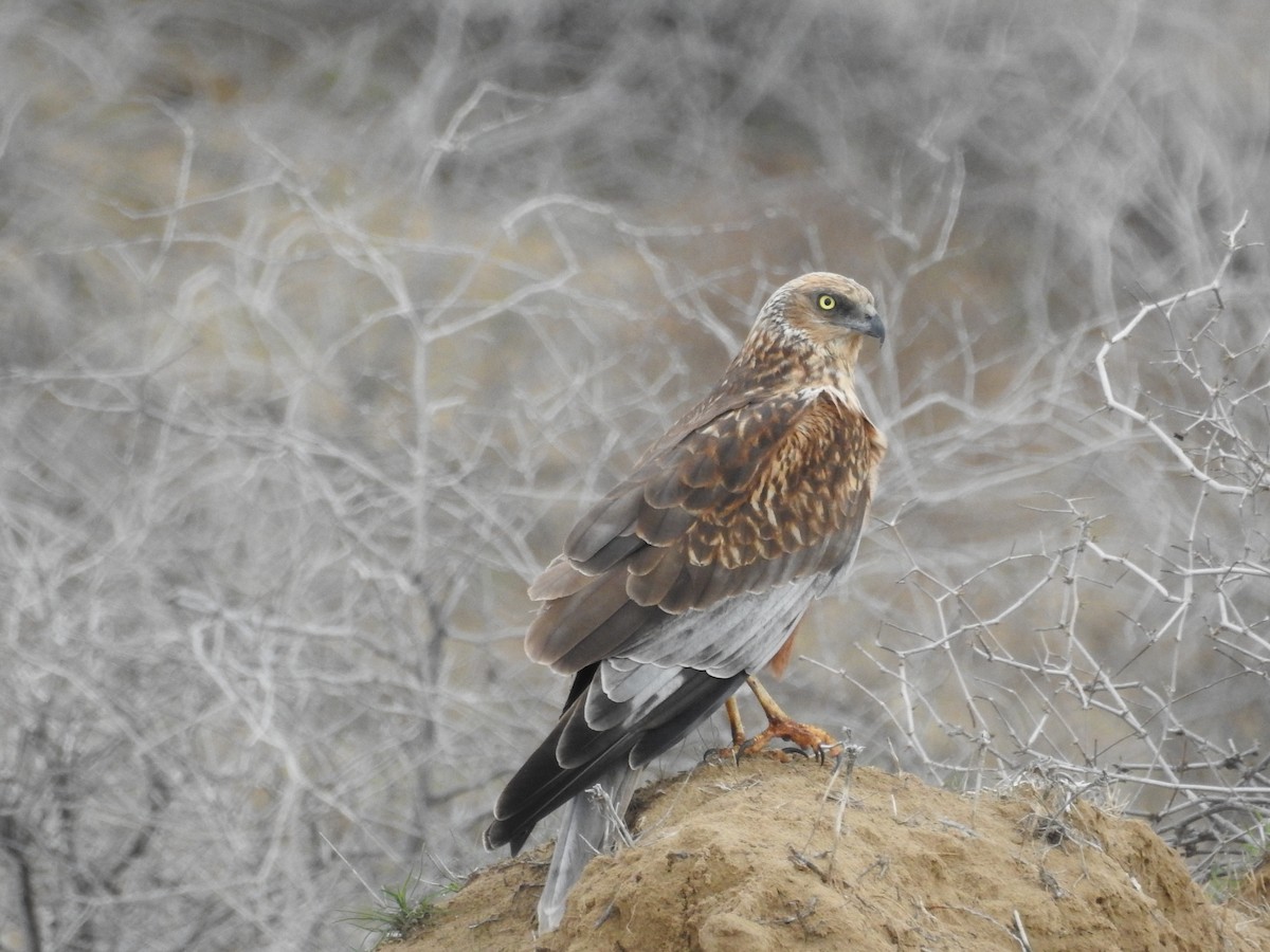 Western Marsh Harrier - Yoshio Akasaka