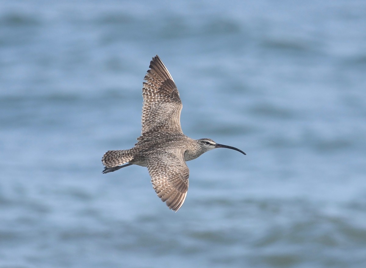 Whimbrel (Hudsonian) - Peter Paul