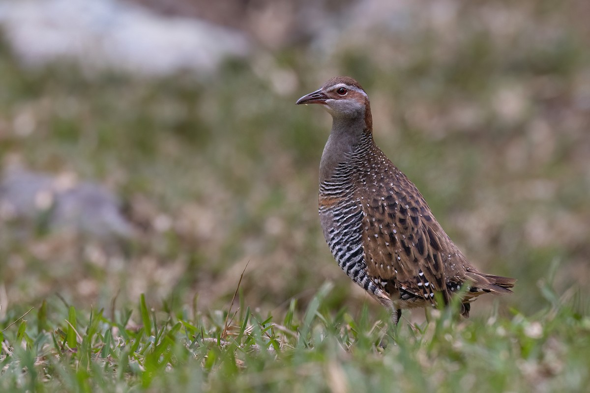 Buff-banded Rail - ML605407961