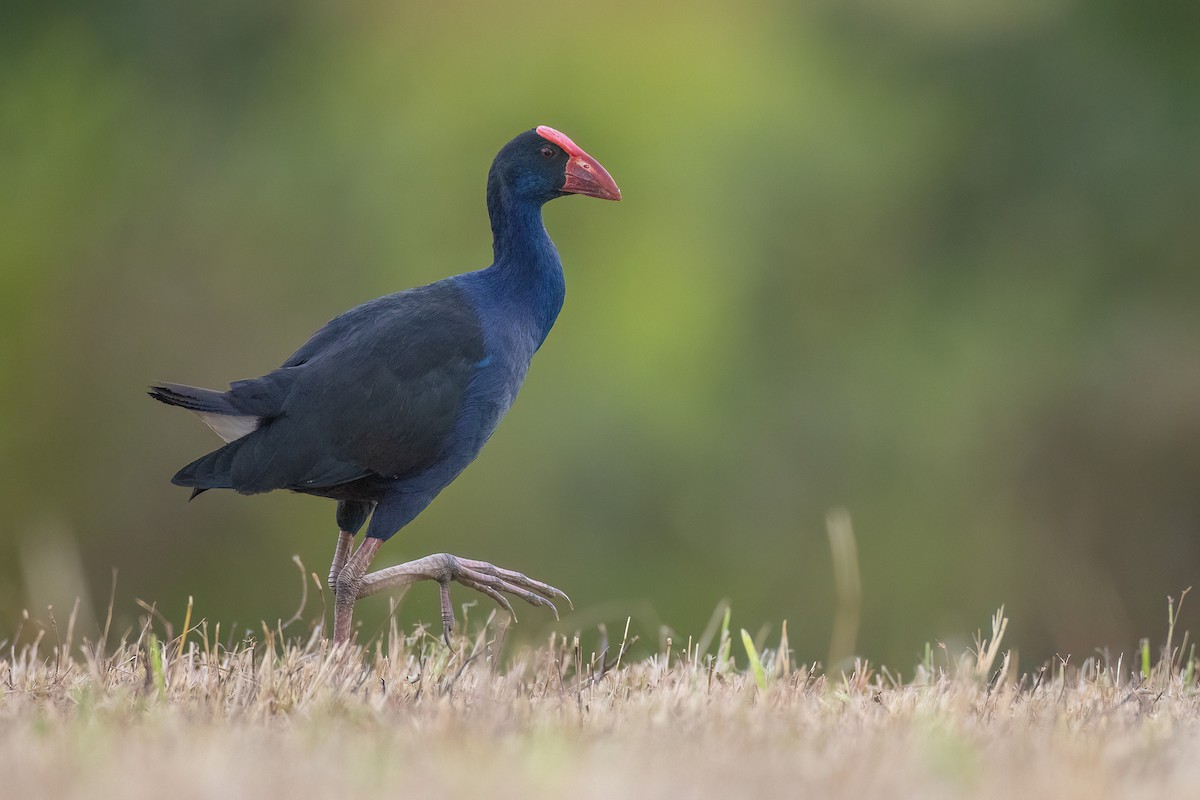 Australasian Swamphen - ML605408031