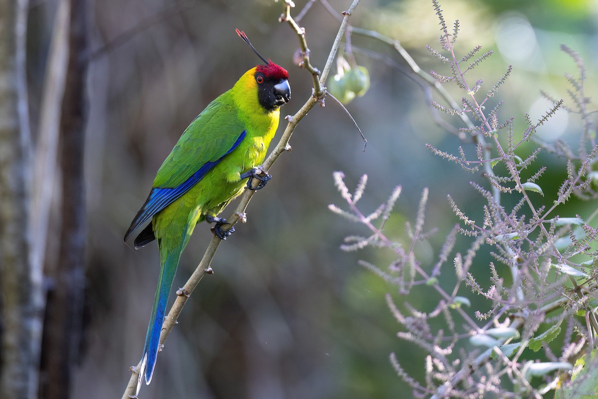Horned Parakeet - Chris Venetz | Ornis Birding Expeditions