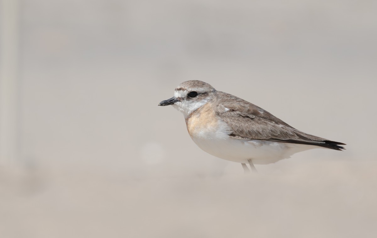 Siberian Sand-Plover - ML605408111