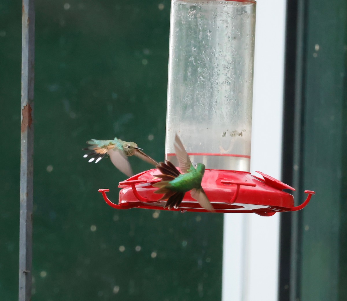 Broad-tailed Hummingbird - Deanna McLaughlin