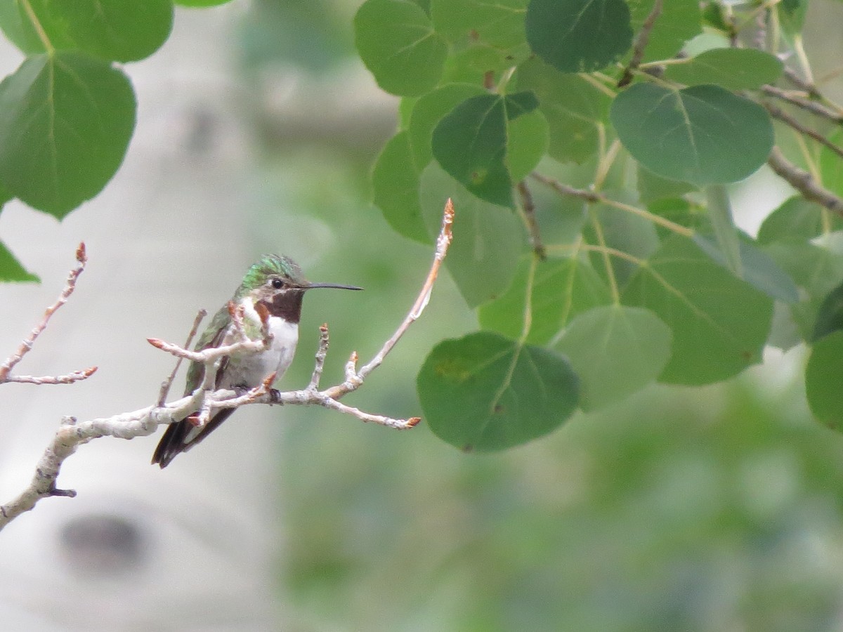 Broad-tailed Hummingbird - F Alvarez