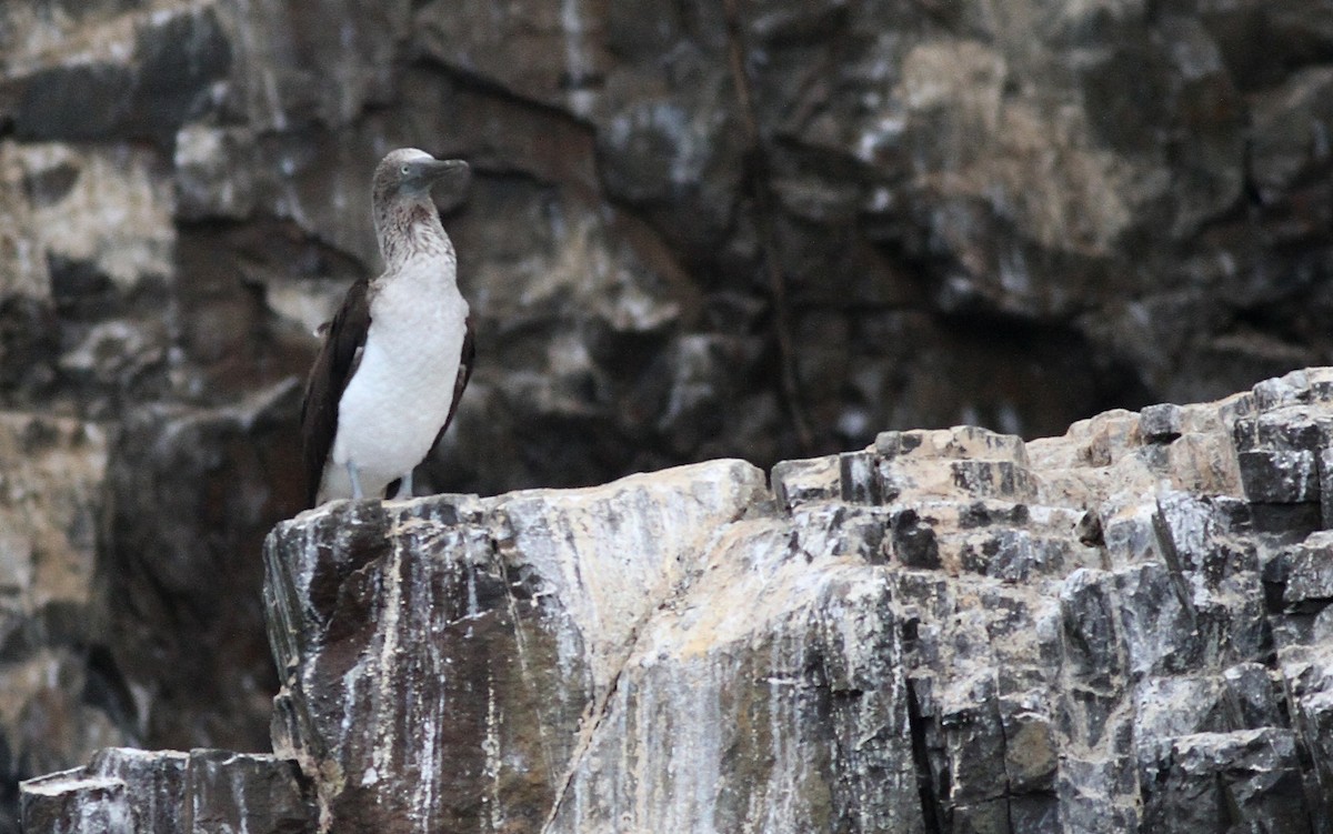 Blue-footed Booby - ML605408381