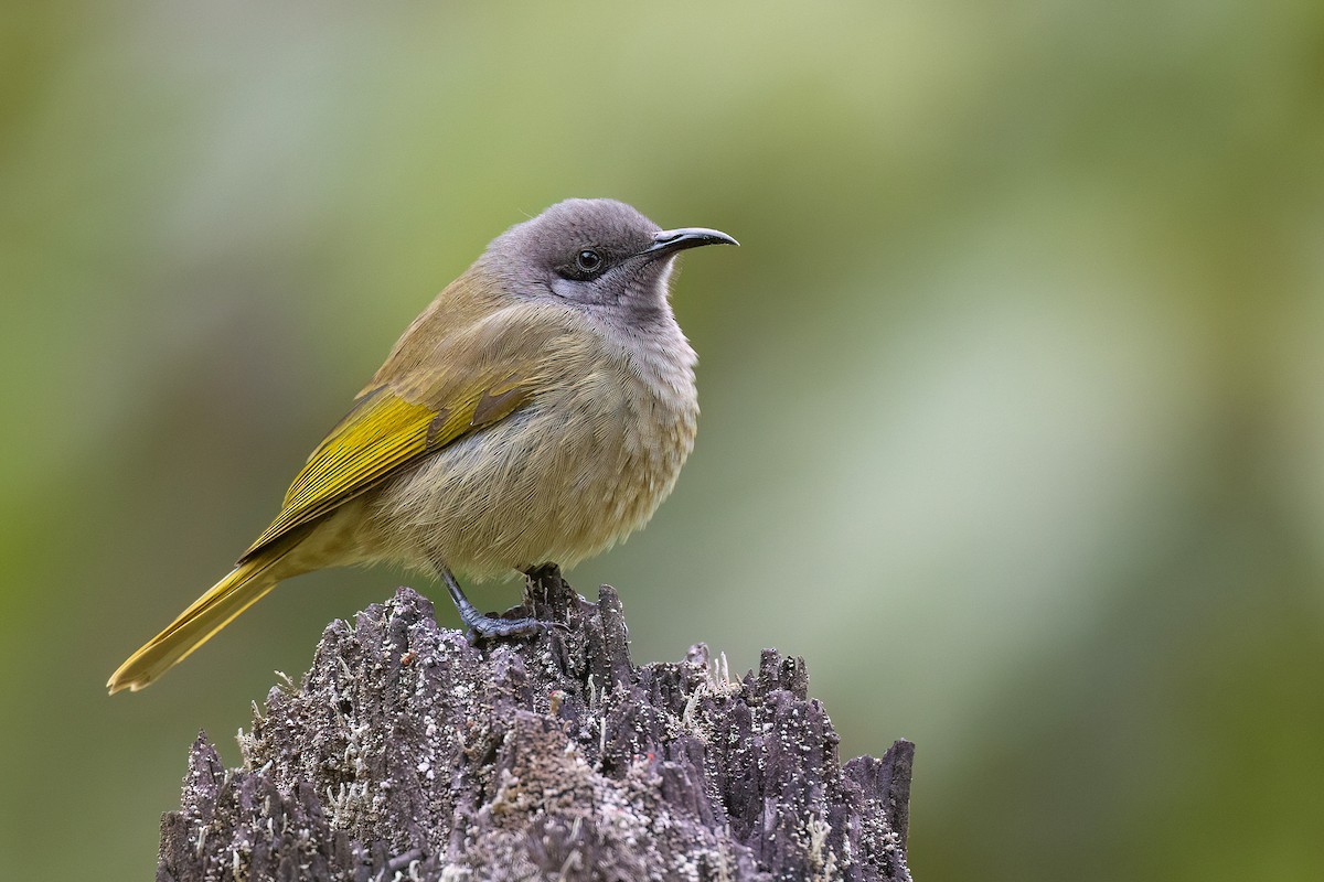 Dark-brown Honeyeater - ML605408571