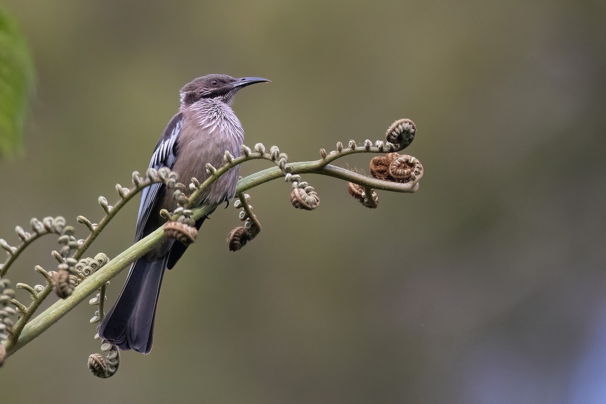 New Caledonian Friarbird - ML605408641