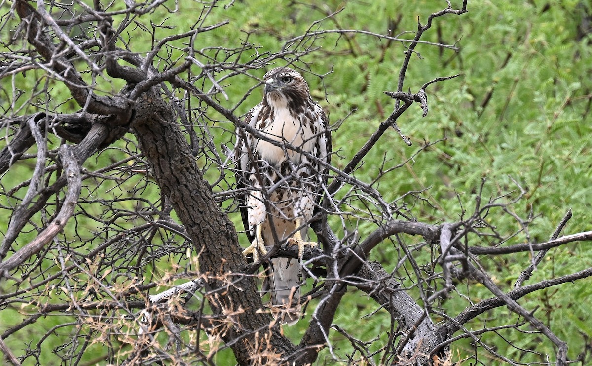 Red-tailed Hawk - ML605408731