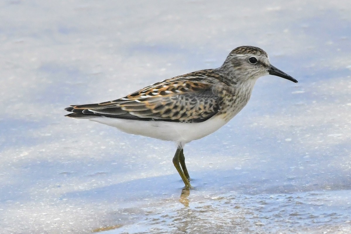 Least Sandpiper - ML605408761