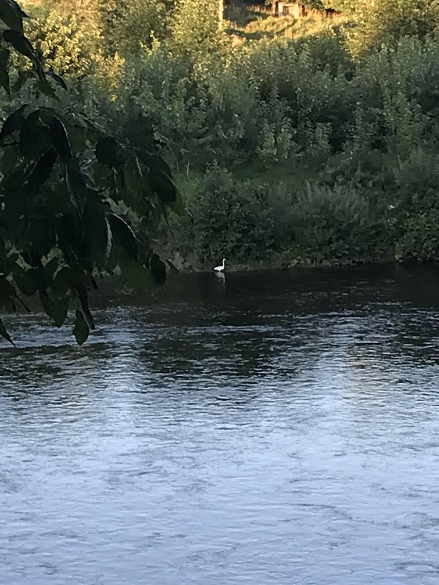 Great Egret - ML605409591