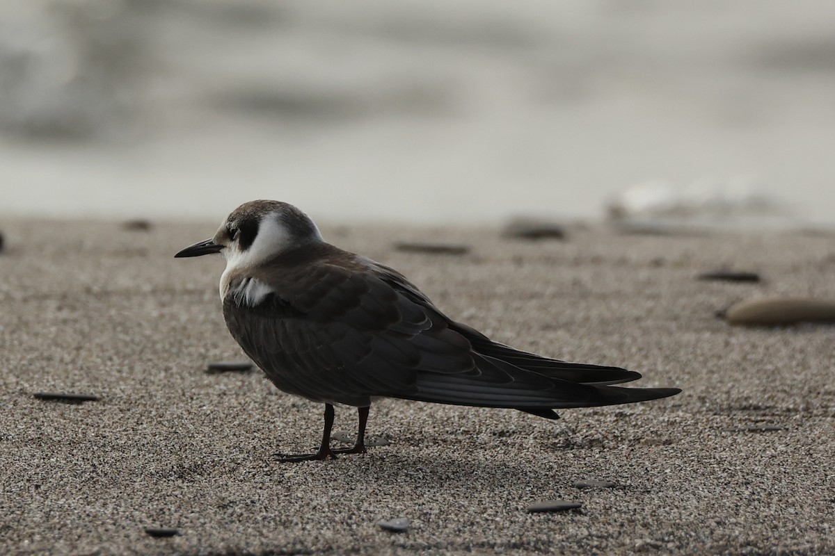 Black Tern - Megan Miller