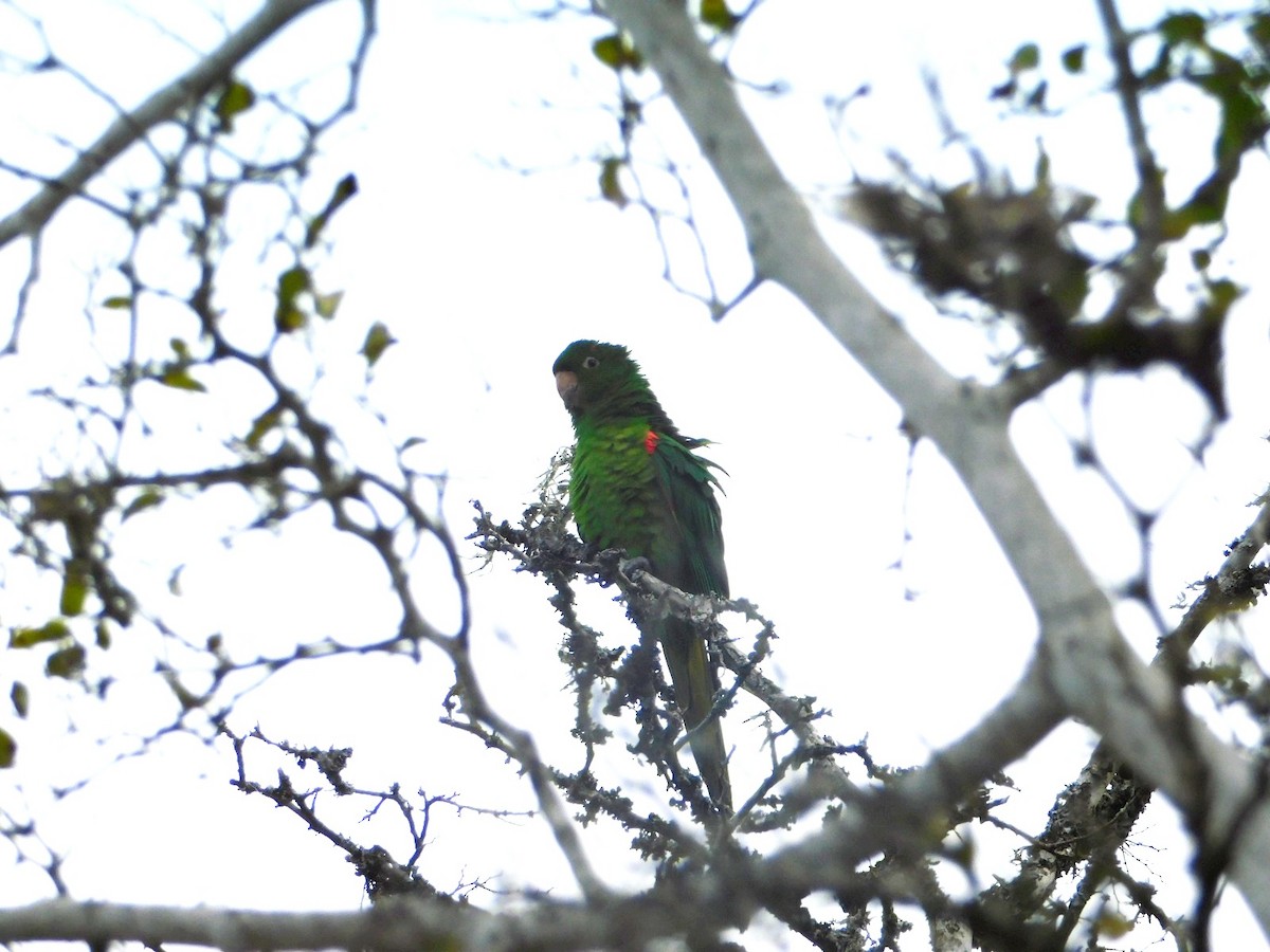 White-eyed Parakeet - ML605409911