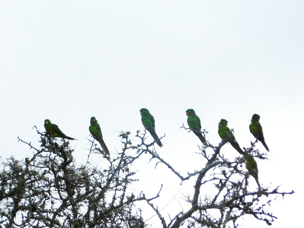 White-eyed Parakeet - ML605409941