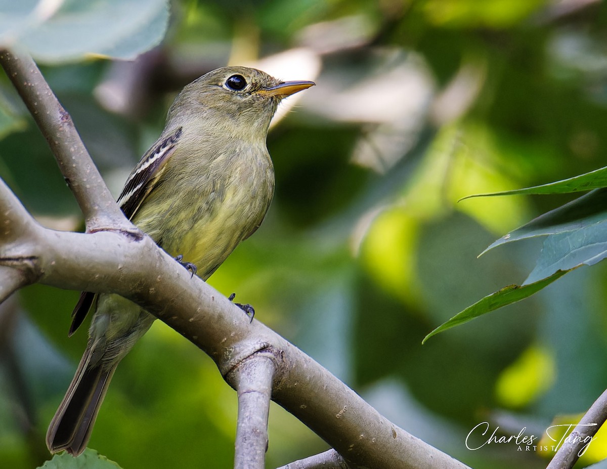 Yellow-bellied Flycatcher - Charles Tang